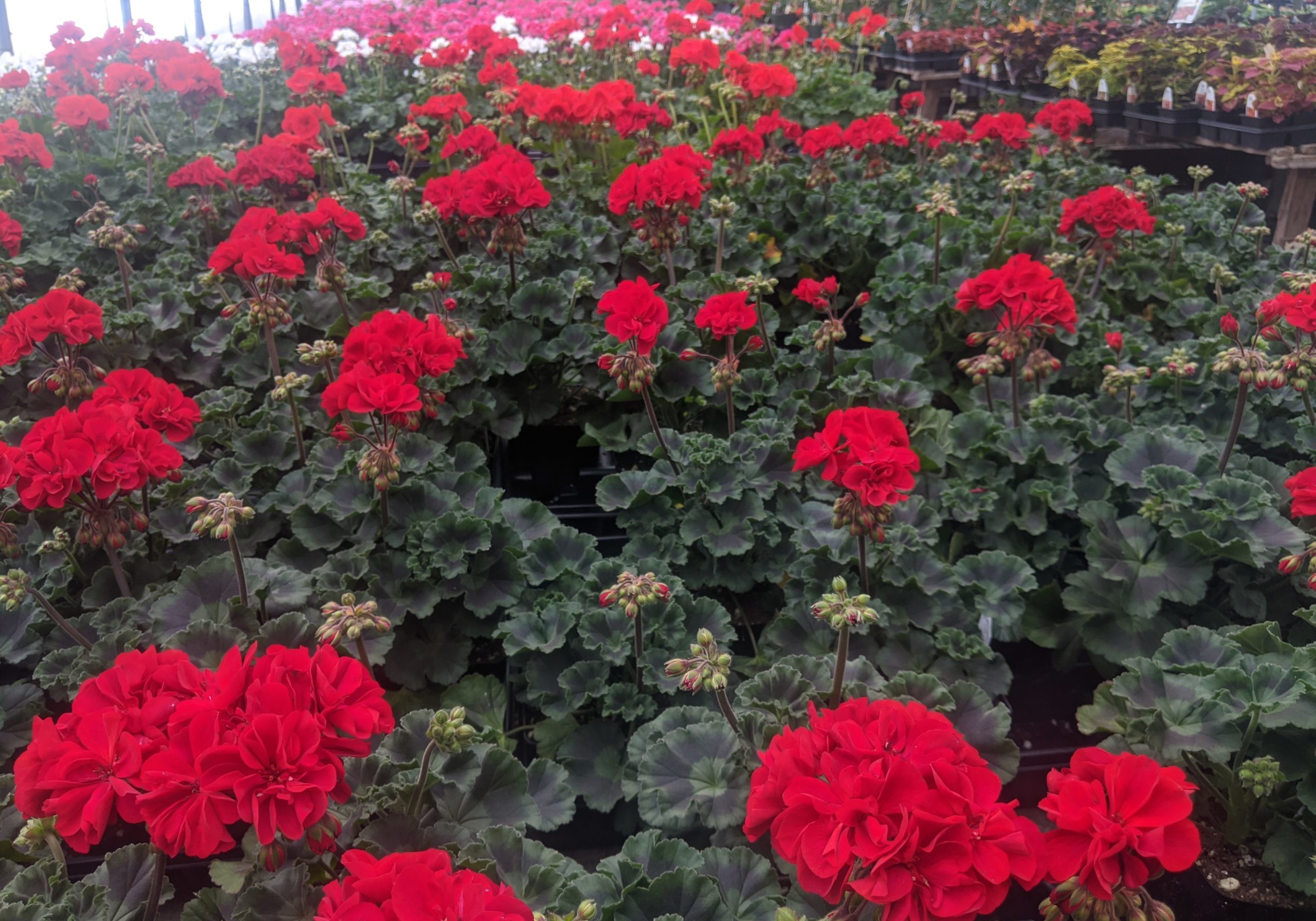 Zonal geraniums for sale in lancaster pa